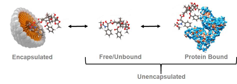 Image depicts a micellar nanoparticle with drug molecule encapsulated, in equilibrium with the free drug molecule and protein-bound drug molecule.