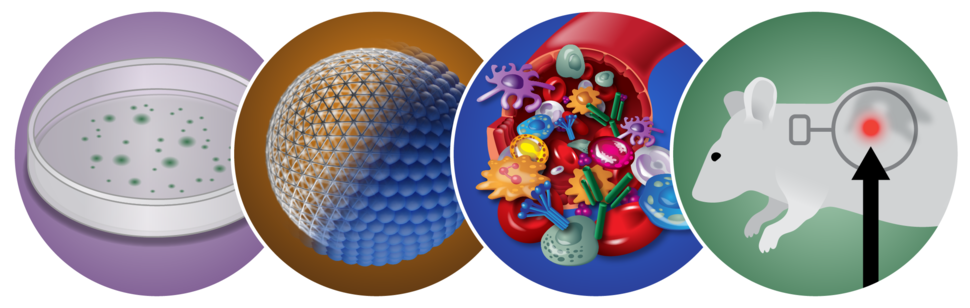 Agar plate, nanoparticle, blood vessel and mouse with tumor used as illustrative depiction of the areas of NCL characterization: sterility, physicochemical characterization, immunology and pharmacology/toxicology.