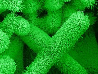 Nanowires Grown for Potential Biosensing Applications