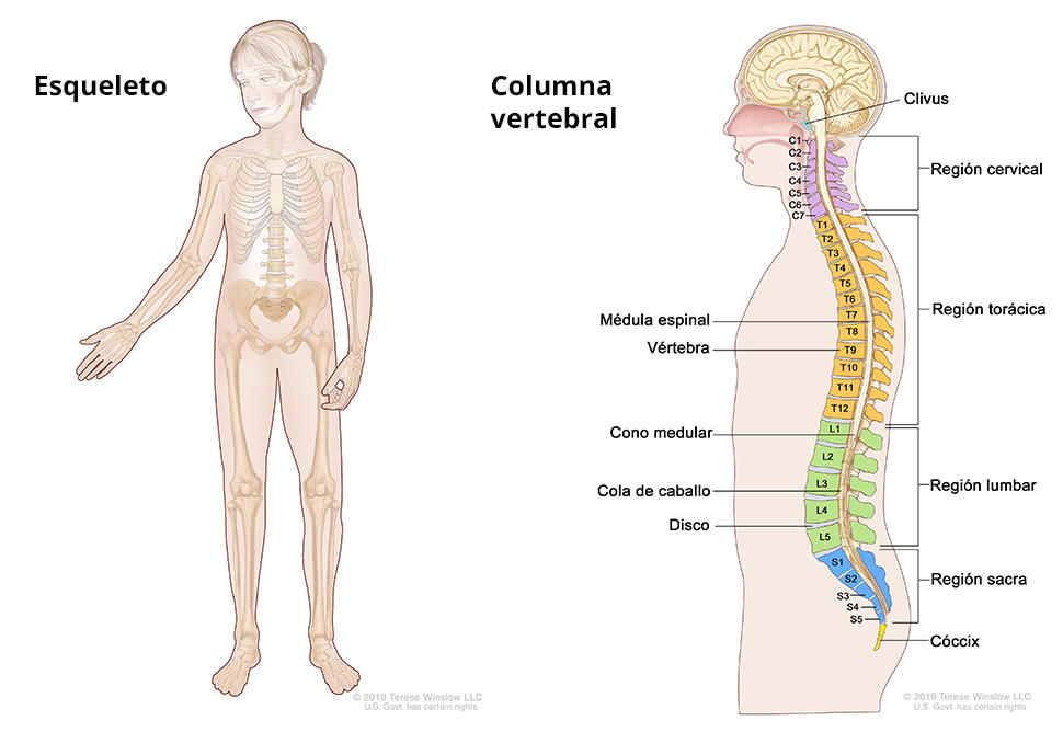 Imagen del esqueleto de una mujer e imagen lateral de la columna vertebral con sus diferentes secciones etiquetadas.