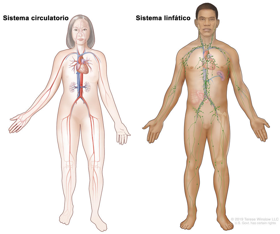  Imágnes del sistema circulatorio en el cuerpo de una mujer y del sistema linfático en el cuerpo de un hombre.