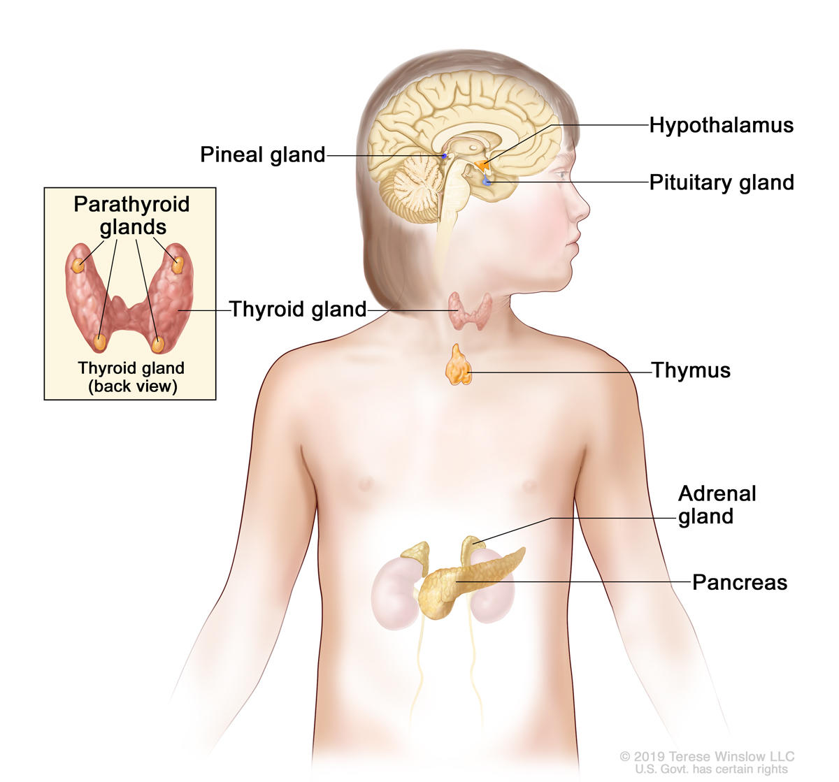 endocrine cancer types