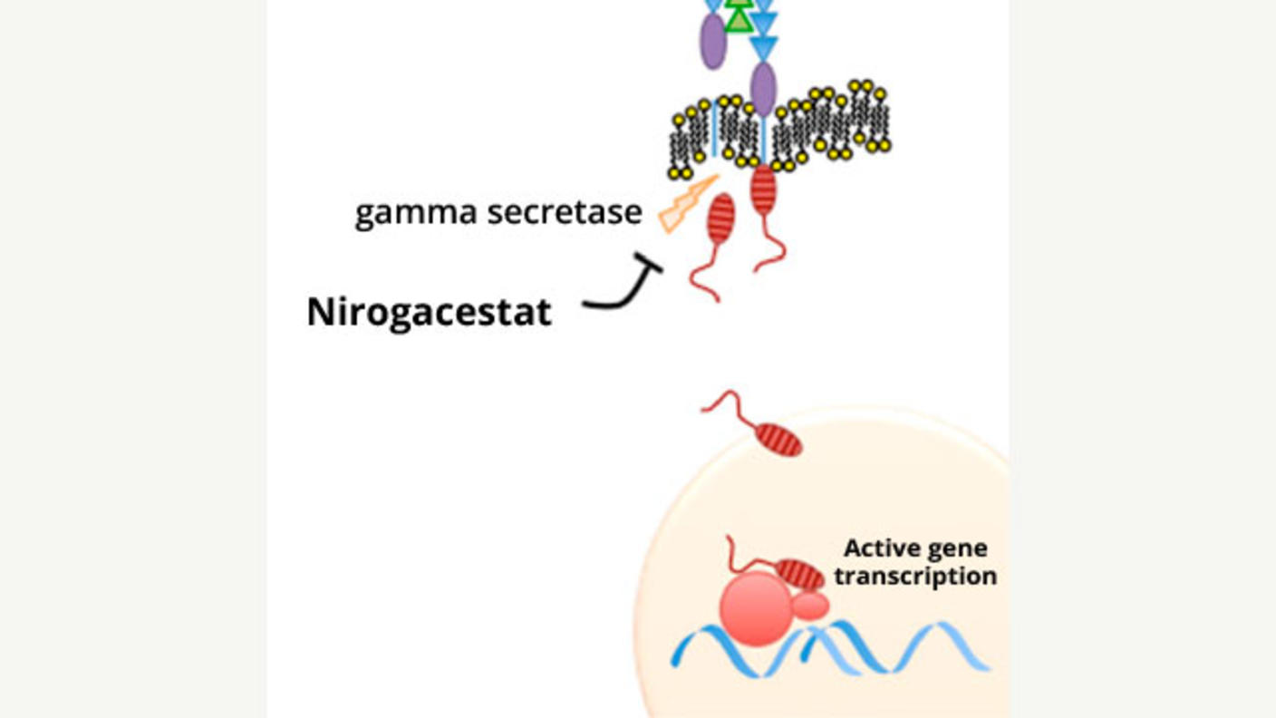 An illustration showing nirogacestat blocking an enzyme called gamma secretase, which is part of a signaling pathway that drives desmoid tumor growth.