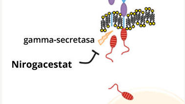 Ilustración que muestra cómo el nirogacestat bloquea una enzima llamada gamma-secretasa, que está en la vía de señalización que inicia los tumores desmoides.