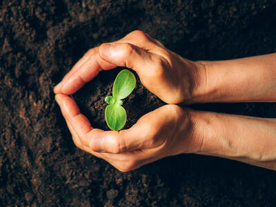 Hands with plant growing in the center