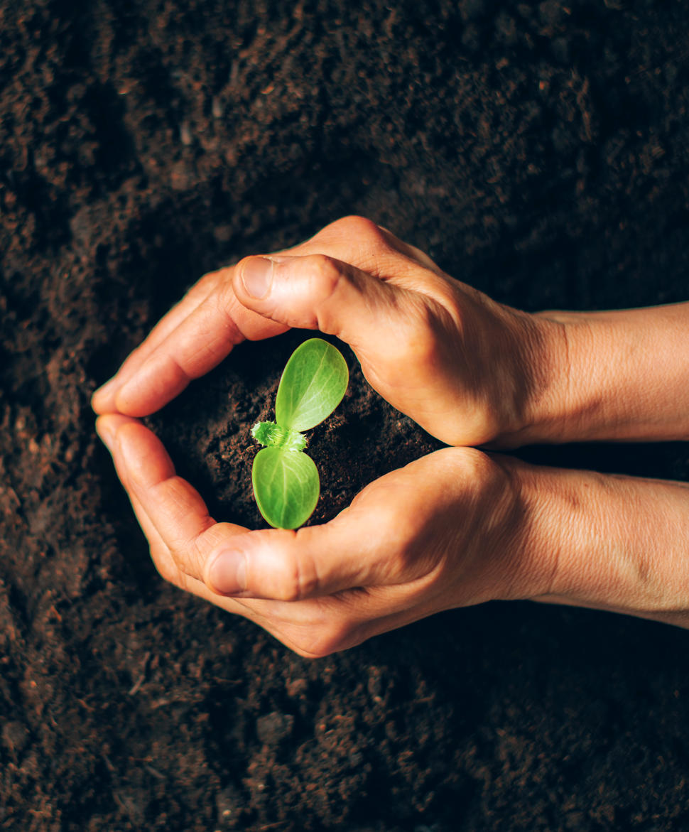 Hands with plant growing in the center