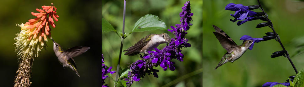 Three images of hummingbirds visiting vibrant flowers