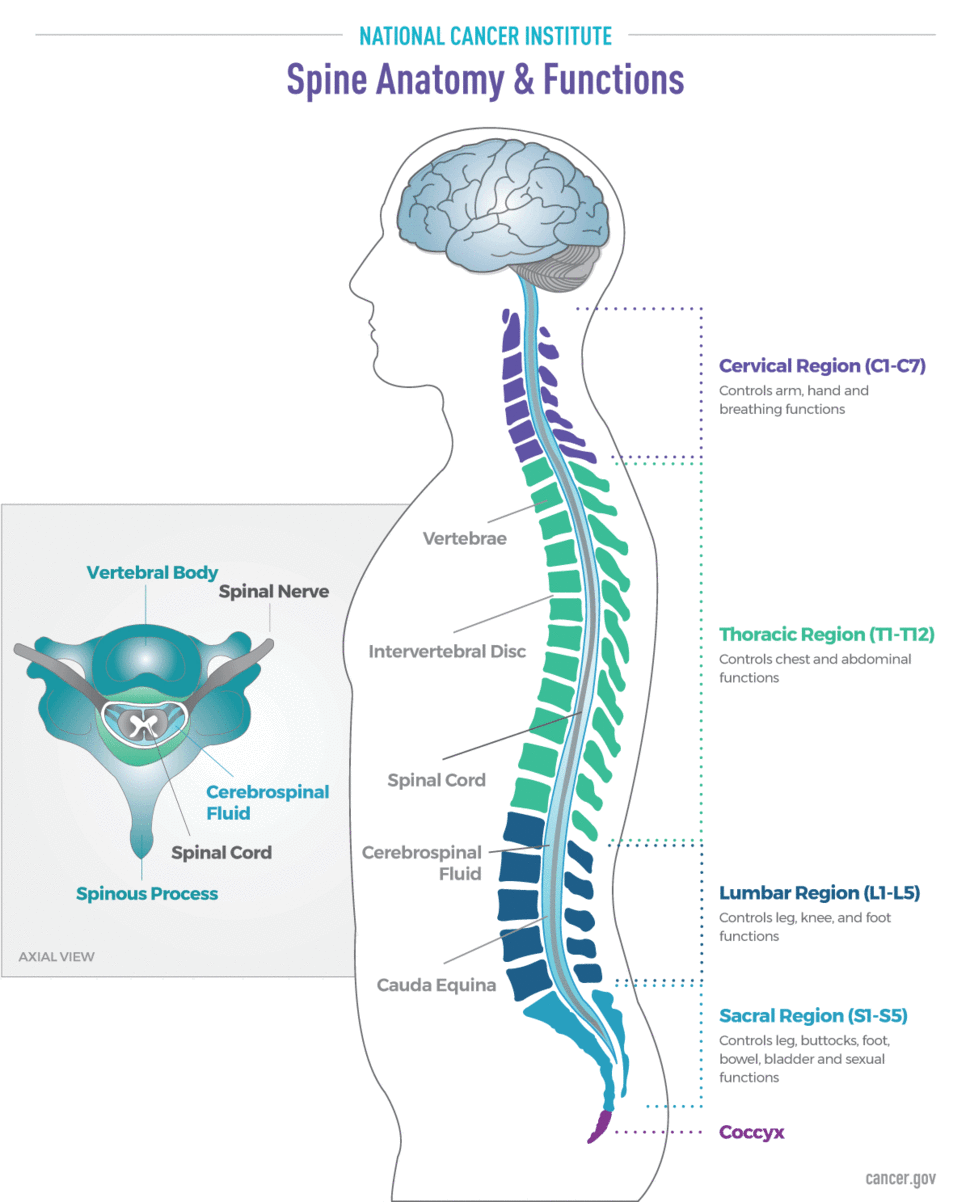 Thoracic Spine: What It Is, Function & Anatomy