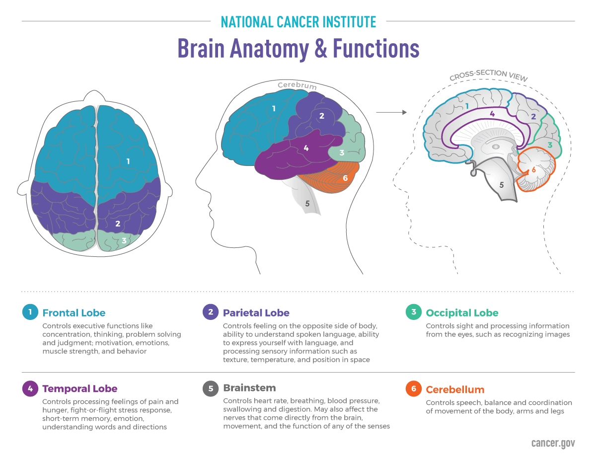 Brain and Spine Tumor Anatomy and Functions - National Cancer Institute