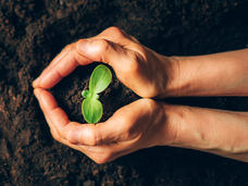 Hands with plant growing in the center