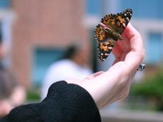 Close-up of a hand holding a butterfly