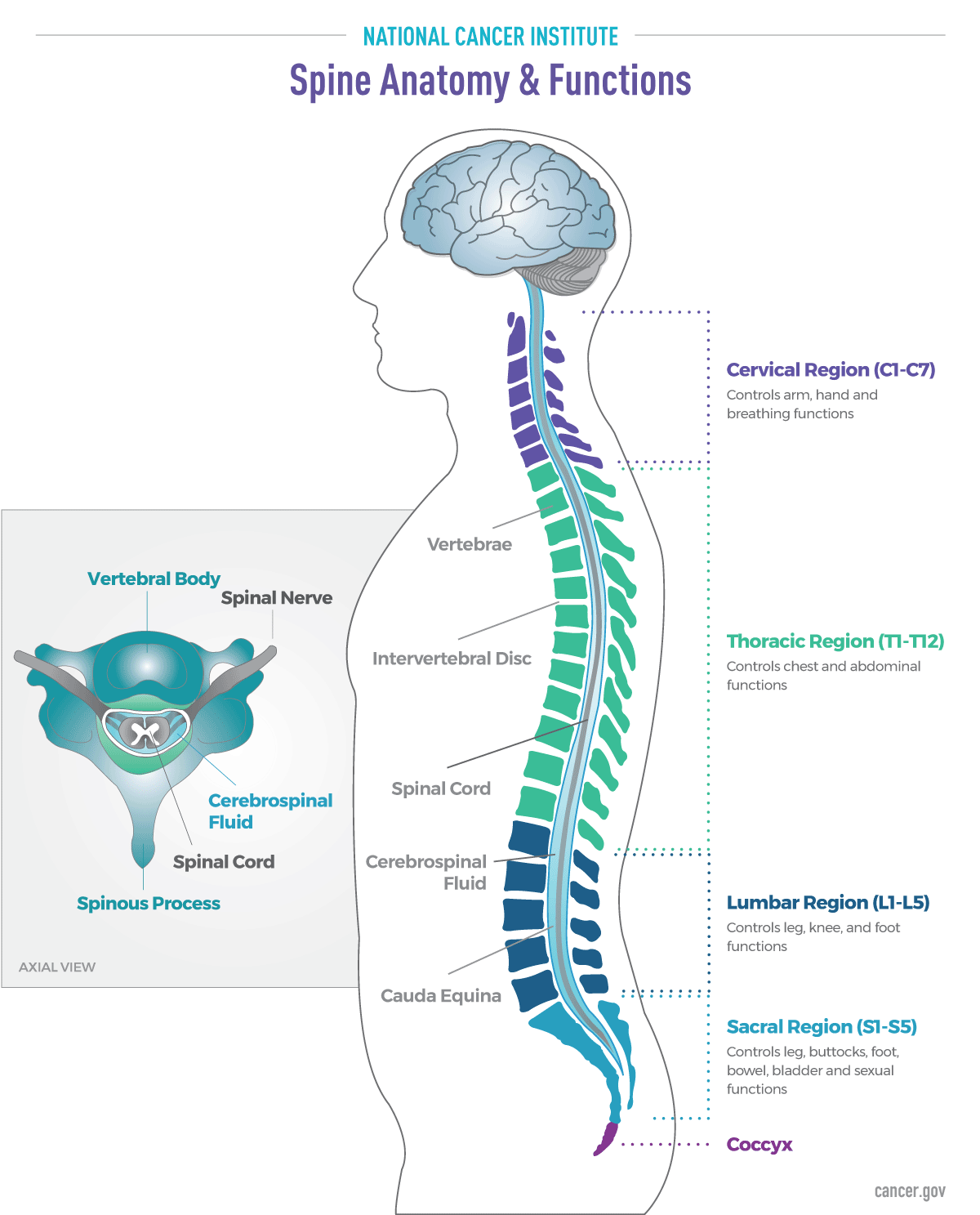 Lumbar Spine Diagram And Function
