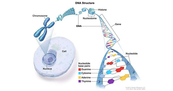 The Genetics of Cancer - National Cancer Institute