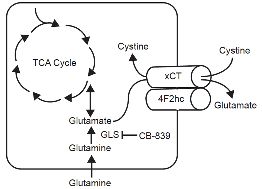 glutamine cystine and cancer 