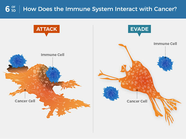 How cancer evades immune system detection and spreads