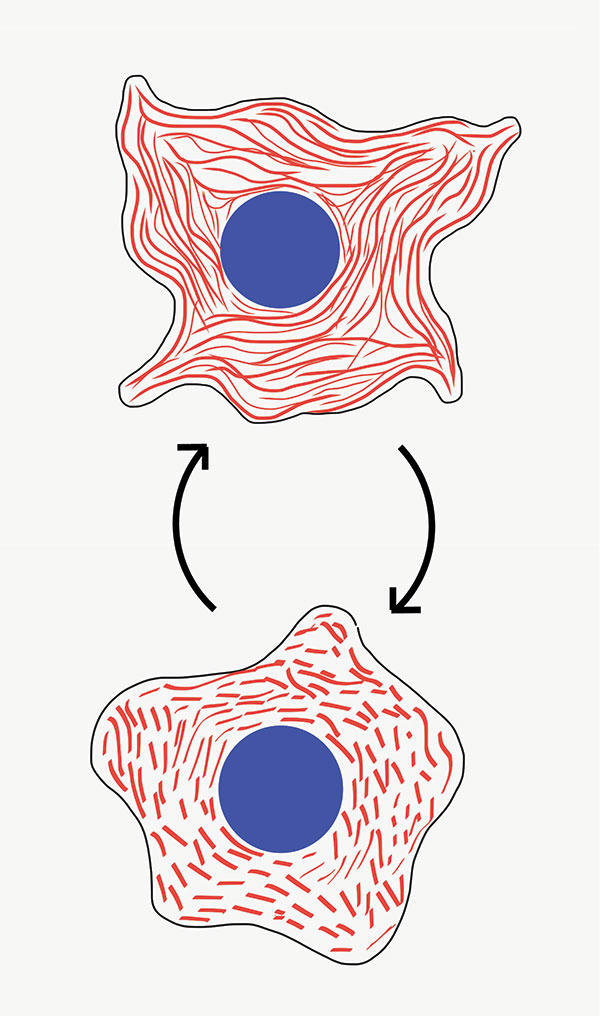 Thematic graphic depicting the fusion and fission of mitochondria in a cell.