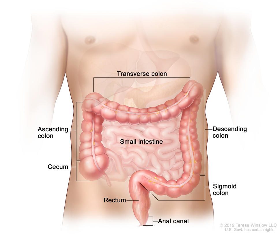 Parts of the colon