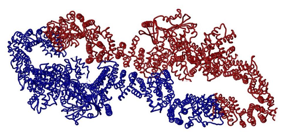 Ribbon diagram of the NF1 protein in an occluded conformation