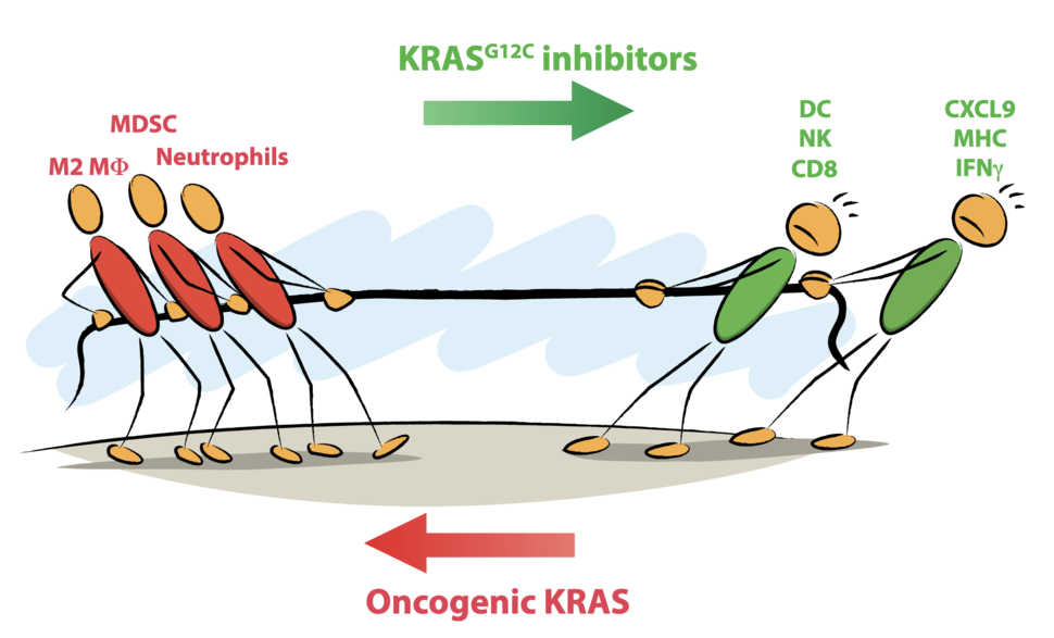 KRAS G12C-mediated immunosuppression is released by KRAS G12C inhibitors