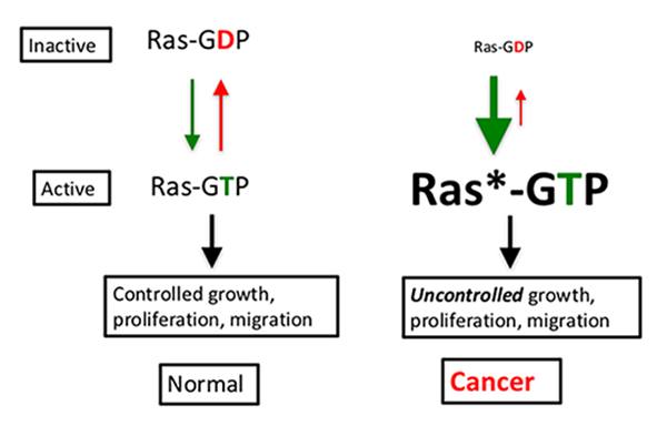 Mutated RAS* is stuck in the active state, ignores signals to the contrary, and drives cells to become cancerous.