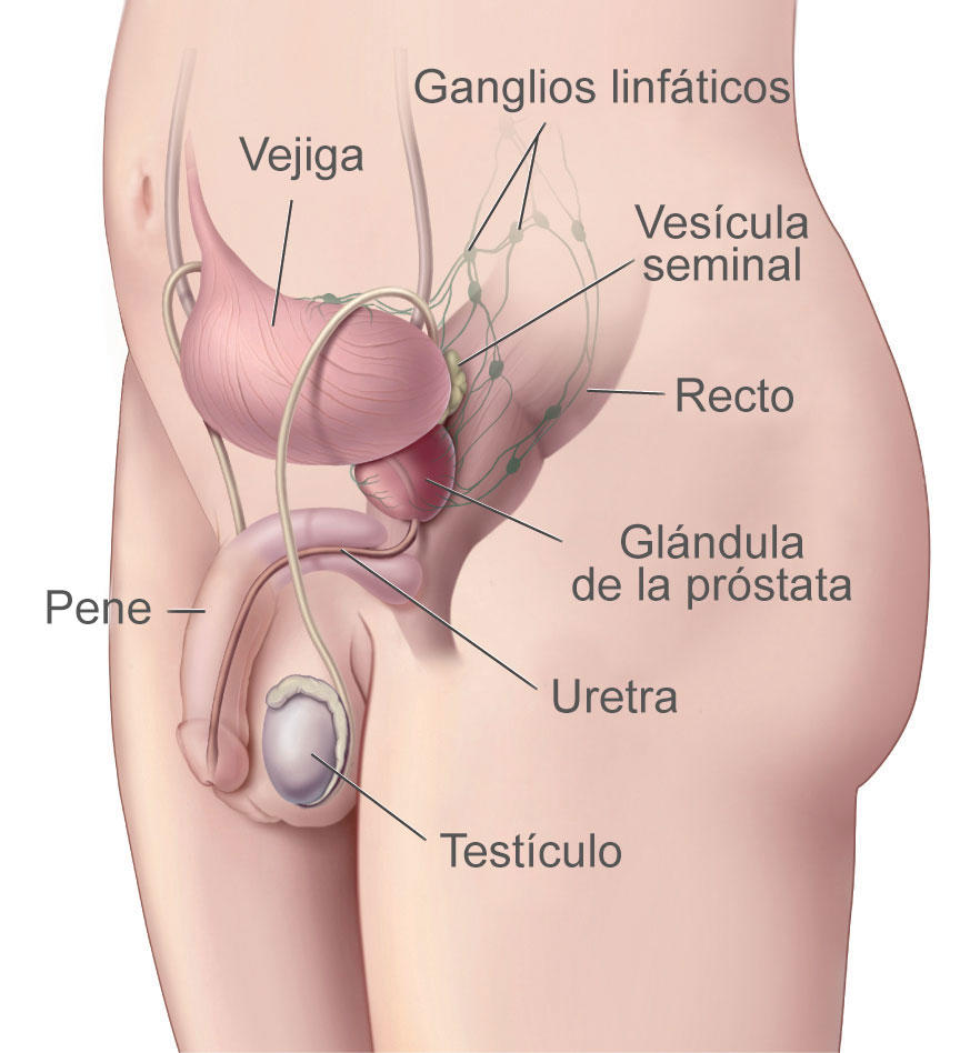 ubicacion de la prostata en el cuerpo