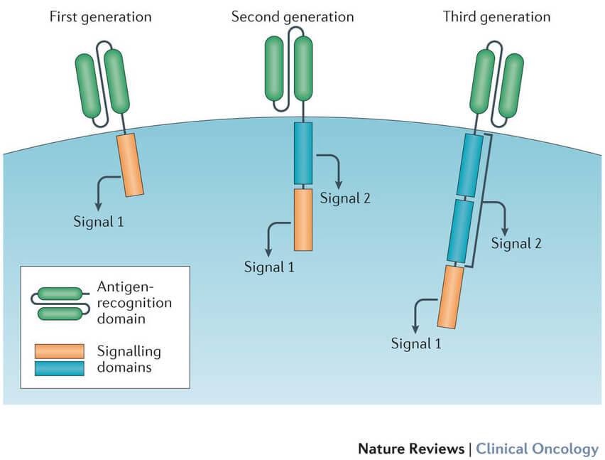 under følelsesmæssig Formode CAR T Cells: Engineering Immune Cells to Treat Cancer - National Cancer  Institute