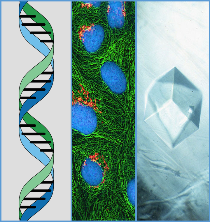 Triptych of a double helix, RAS mutations, and a crystal structure