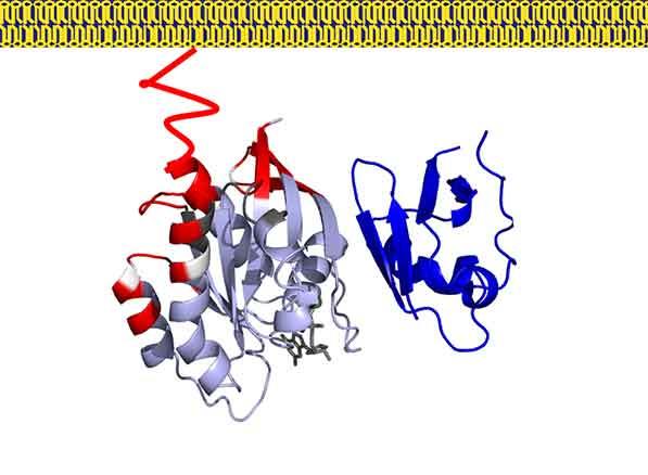 Coiled strands of red, blue, and light blue RAS-RAF membranes