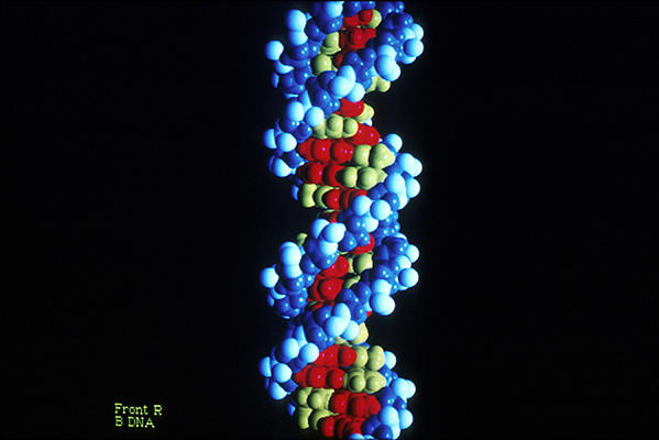 3D computer model of B-form DNA double helix structure