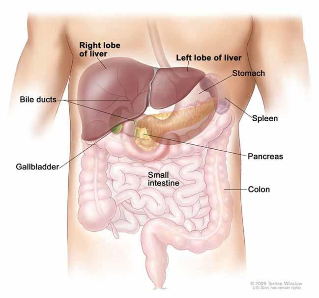 Illustration showing the liver and nearby organs in a male figure.