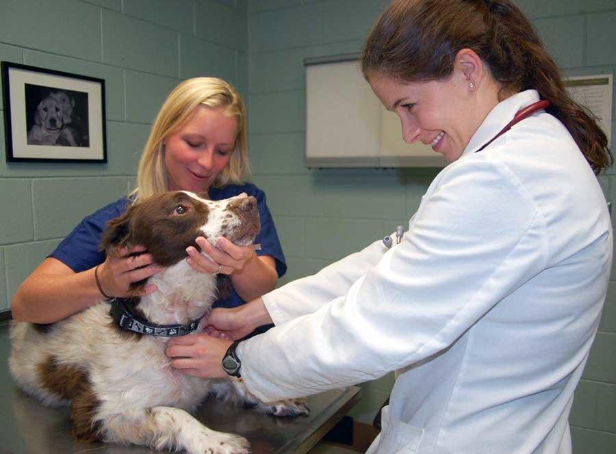 Physician and nurse examining a dog.