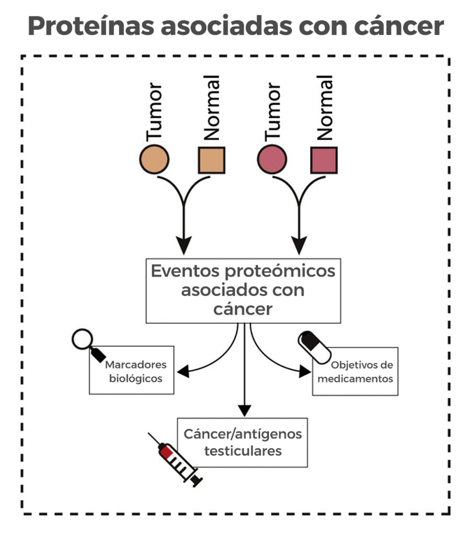 diagram showing cancer-associated proteins