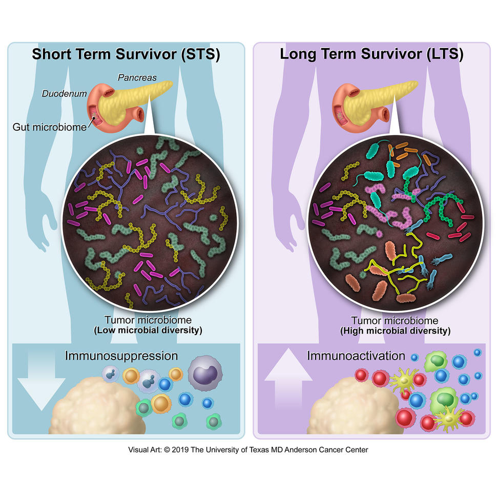 Illustration of tumor microbiome in short- and long-term survivors of pancreatic cancer.