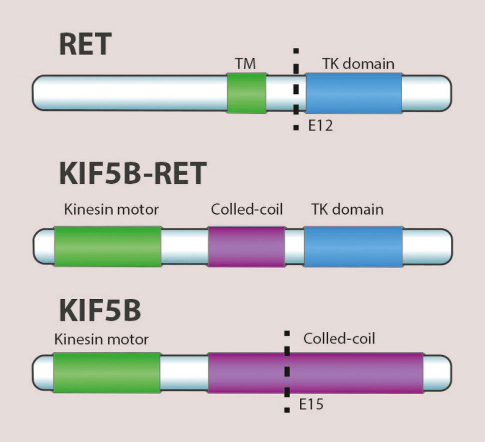 Illustration of a fusion between the RET and KIF5B genes.