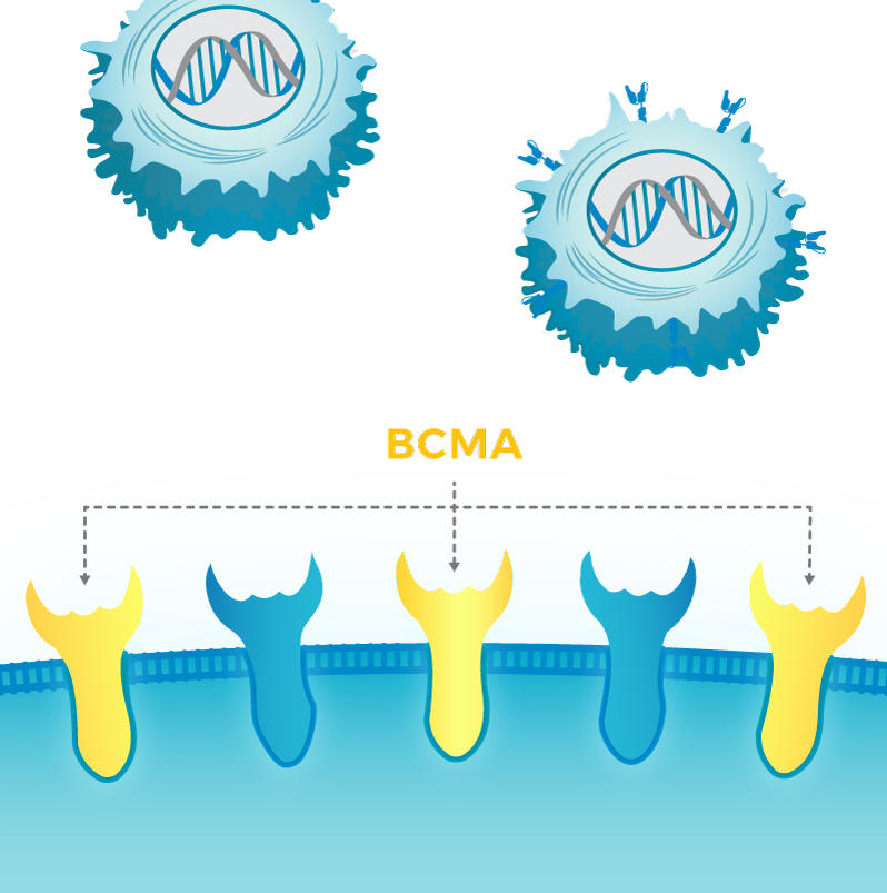 Illustration of BCMA Receptors & CAR T Cells