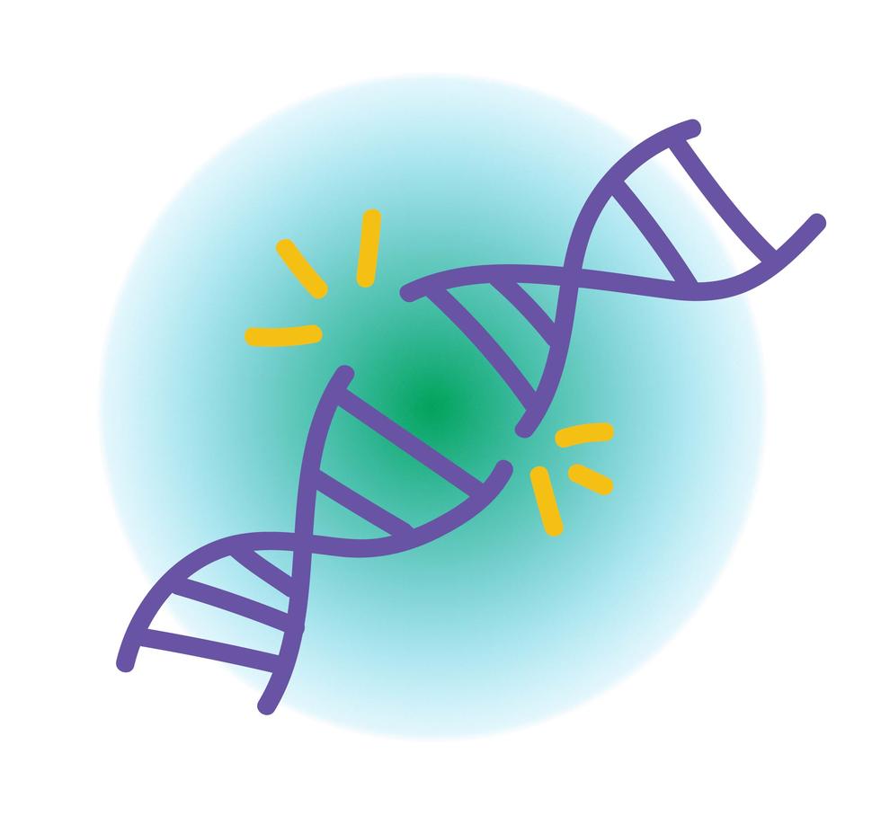 A strand of DNA that is broken in half.