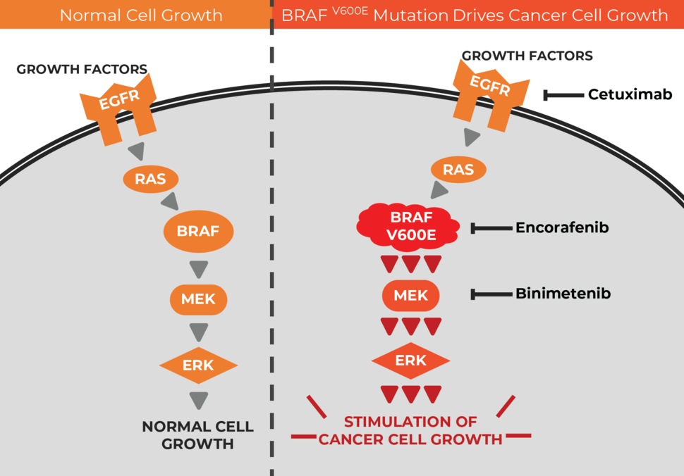 Colorectal cancer mutations, Cancer colorectal gene mutations, Colorectal cancer kras mutation