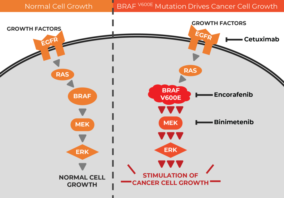 A diagram showing how three drugs target parts of the MAPK signaling pathway in cancer cells with BRAF mutations.