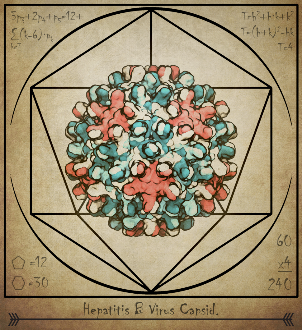 Vitruvian drawing of a hepatitis B virus