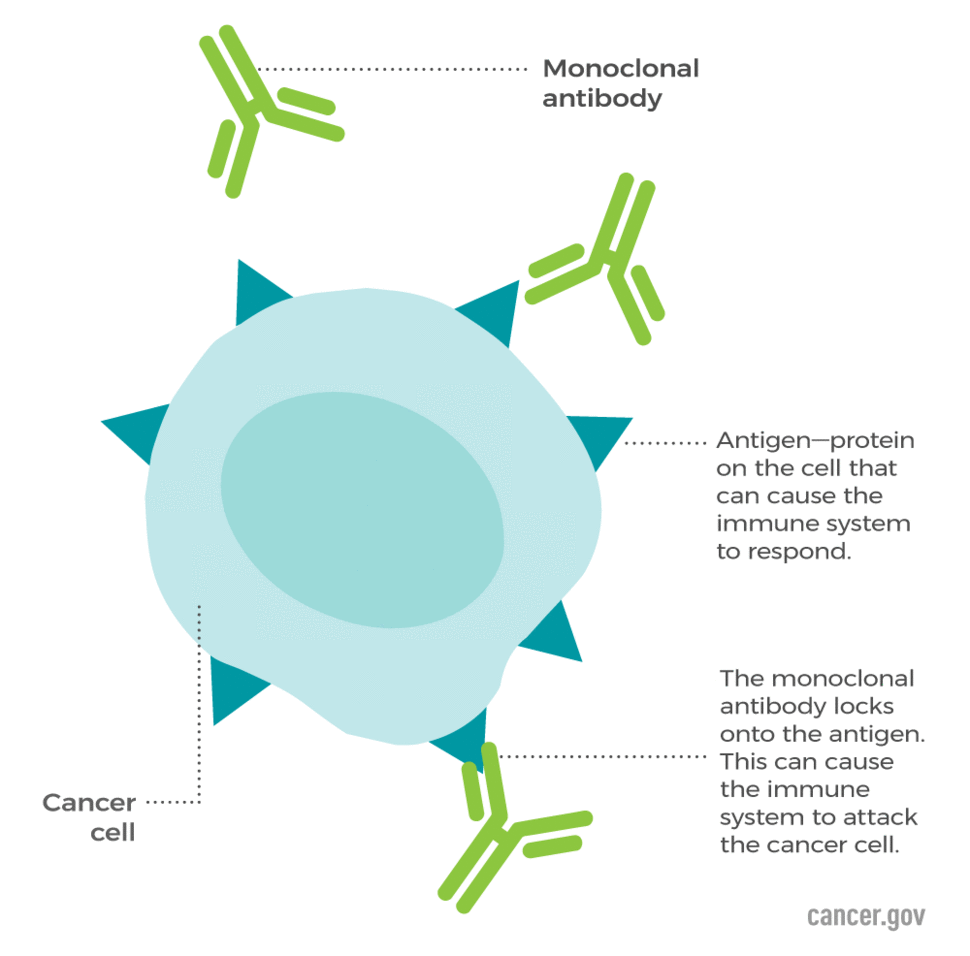 cancer cell showing a monoclonal antibody locking onto an antigen on the cell's surface
