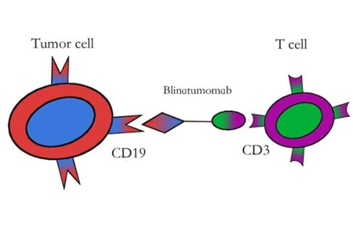An illustration showing the mechanism of the drug blinatumomab, which works by bringing T cells close to leukemia cells, helping the T cells recognize and kill the cancer cells.