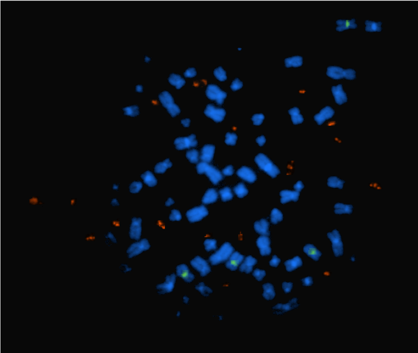 A microscopy image showing amplified EGFR in DNA circles that are separate from chromosomes.