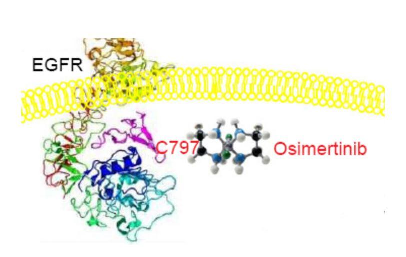 Una ilustración estructural que muestra la unión de osimertinib a la proteína EGFR.