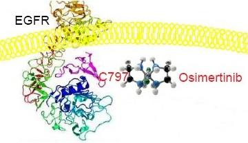 An illustration showing osimertinib's mechanism of action. 