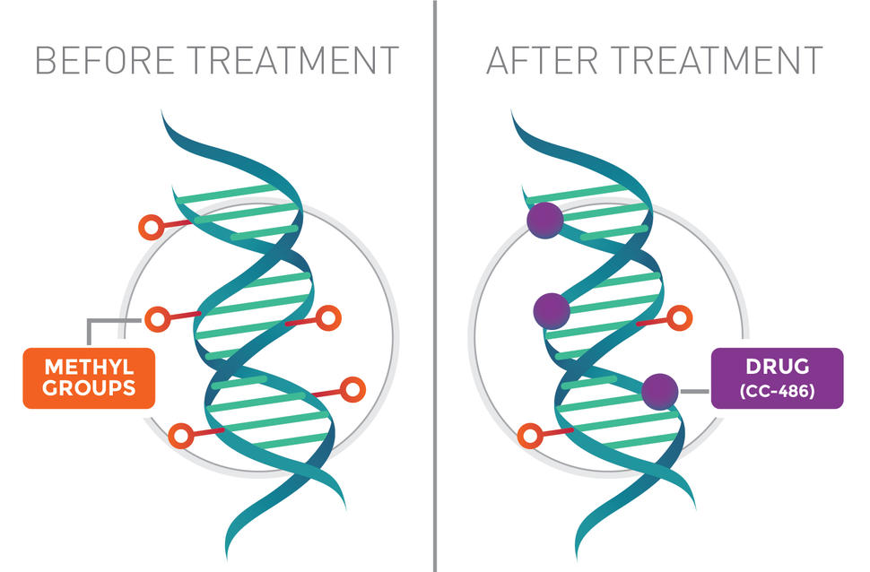 A graphic showing the drug CC-486 interacting with DNA and preventing DNA methylation