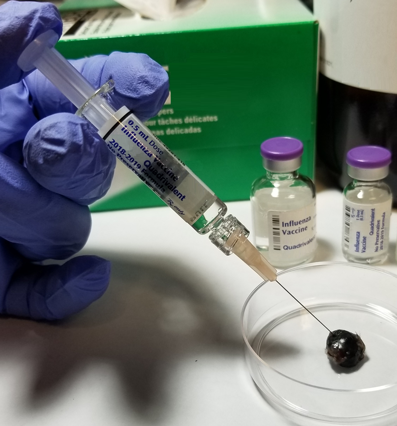 A researcher injecting a seasonal influenza vaccine into a mouse melanoma in a petri dish. 