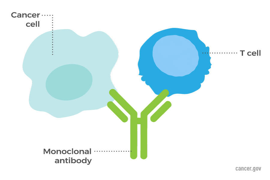 a monoclonal antibody brings a t cell close to the cancer cell