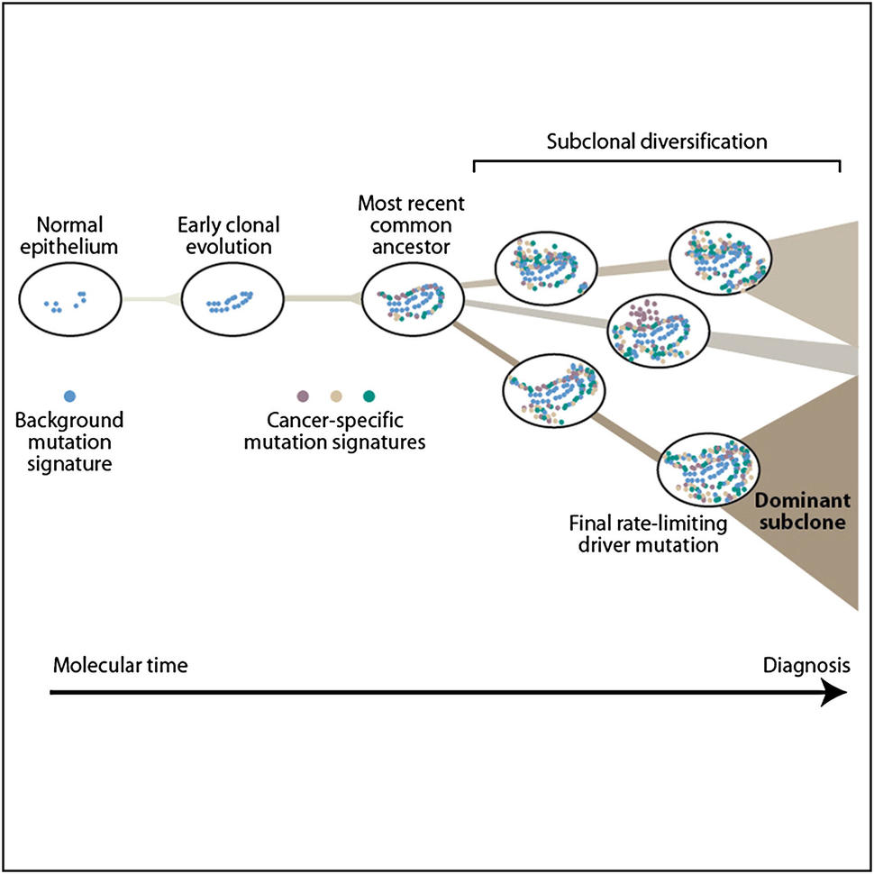 An illustrated timeline showing the emergence and accumulation of genomic mutations in tissue over time.