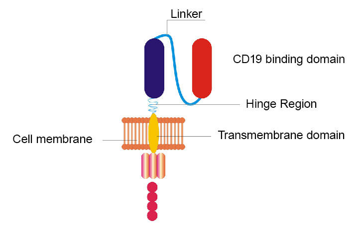 A diagram of a CAR T cell highlighting the changed components of the engineered receptor.