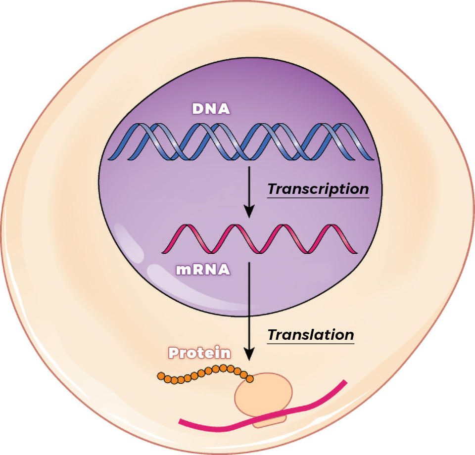 An illustration showing the transcription of DNA into mRNA and the translation of mRNA into the synthesis of proteins.